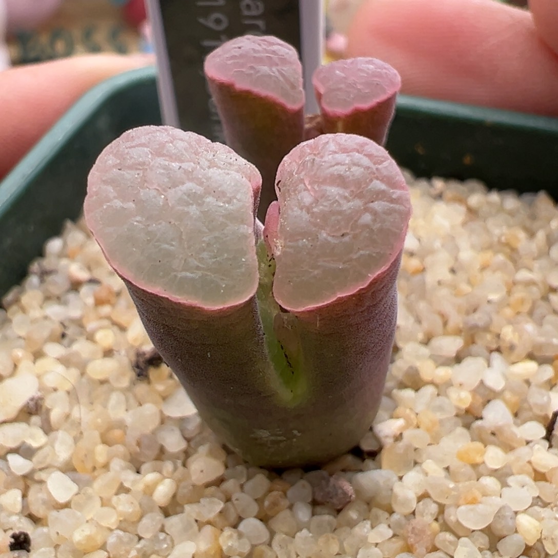 197。青蛙优选粉Banke磁铁