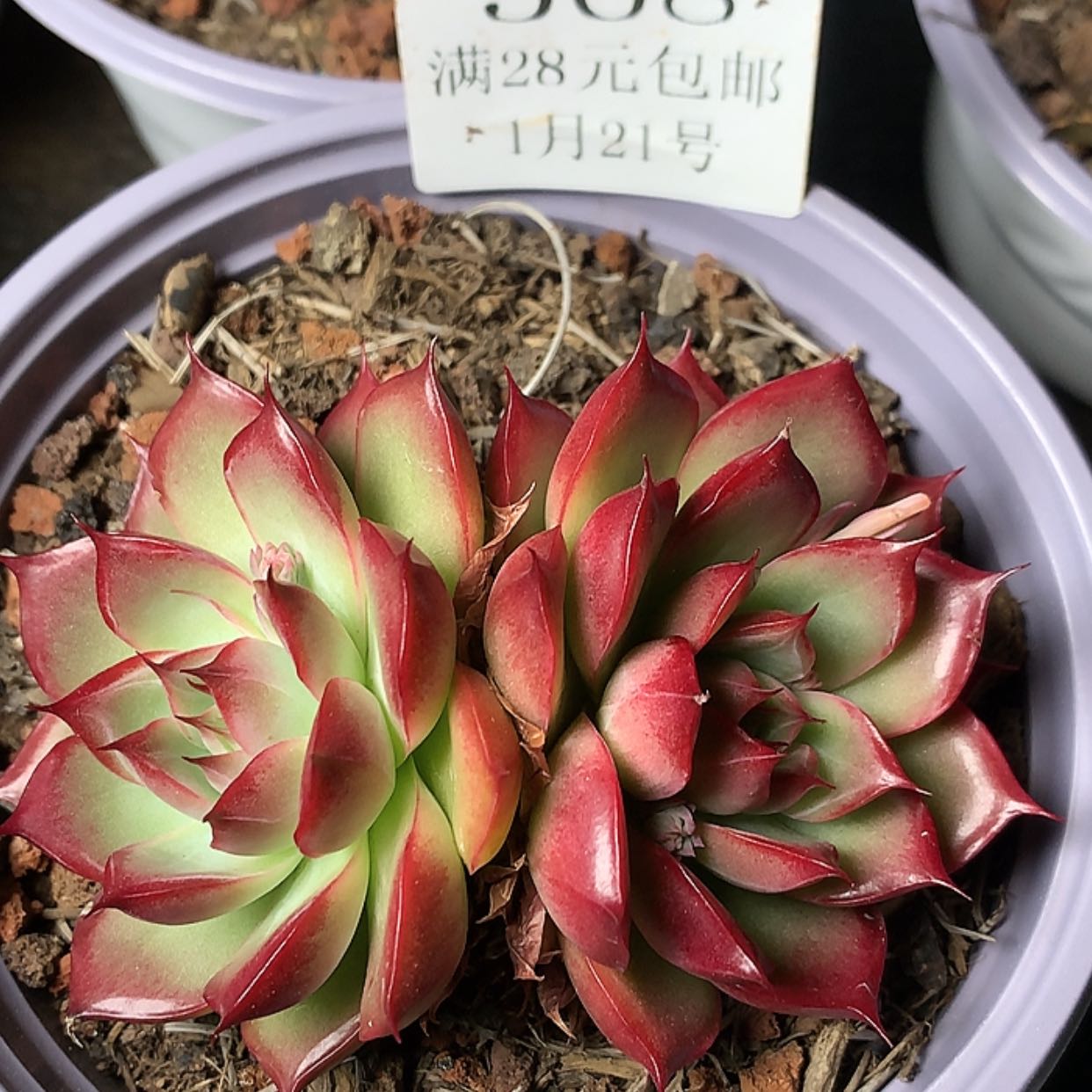 【闪购商品】云568