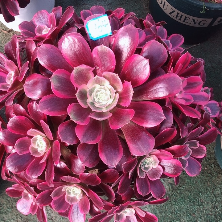 164凤冠多肉法师