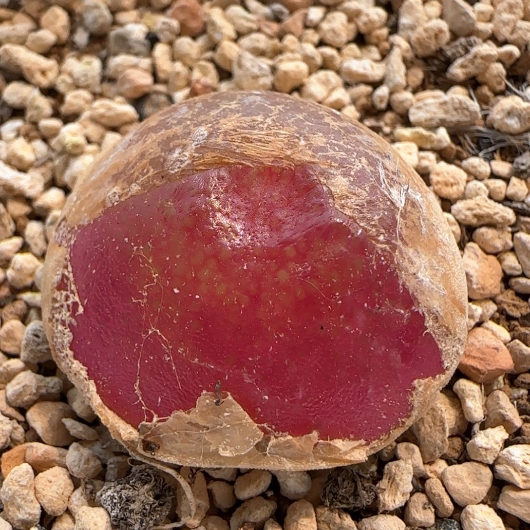 5922 大白多肉植物园