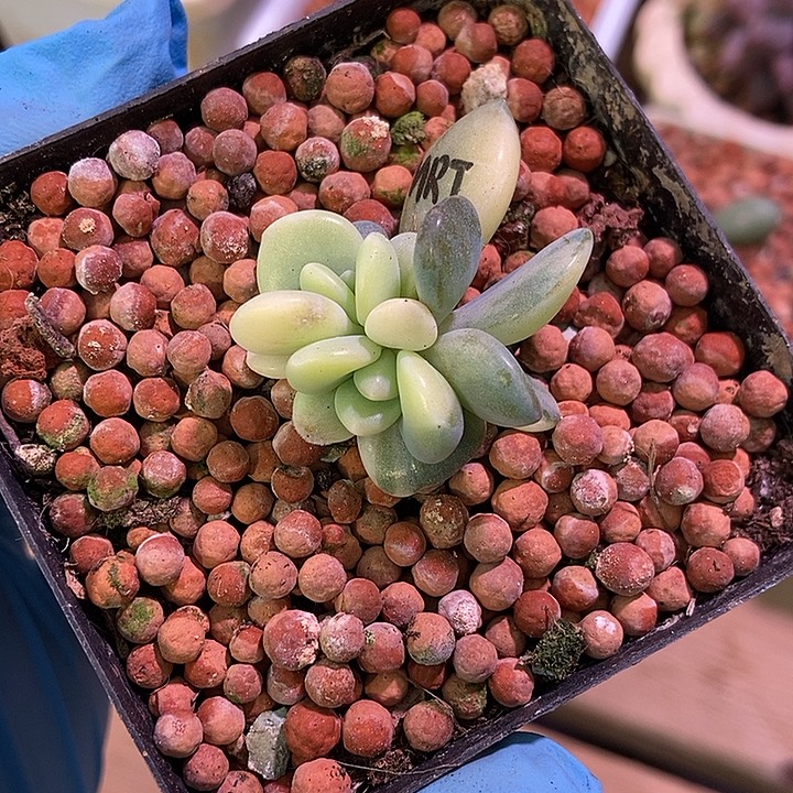 美人杂交锦多肉植物