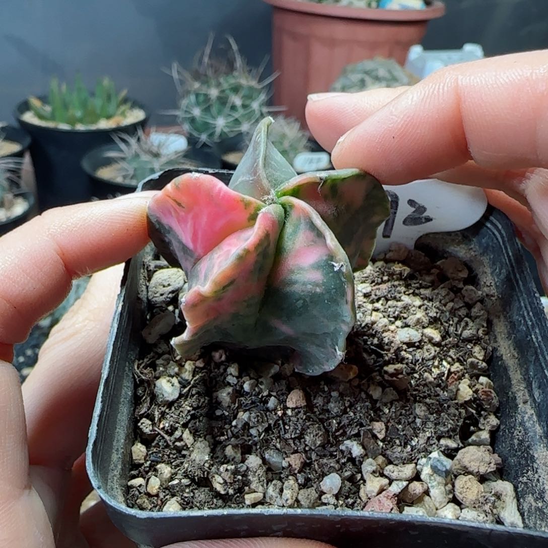 实生鸾凤玉多肉3.5多肉