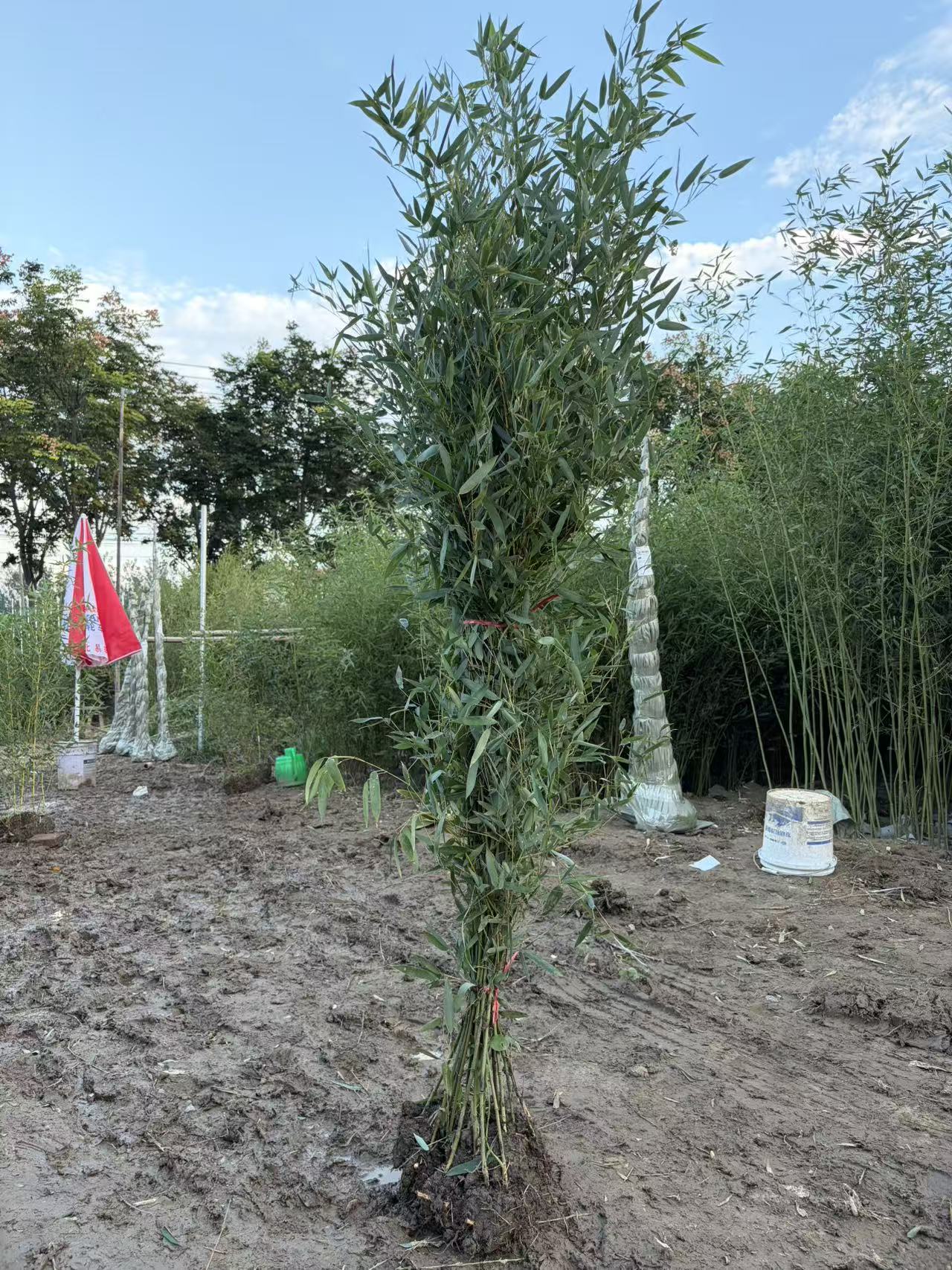 早园竹竹苗基地直发耐寒耐热别墅庭院植物南方北方均可种四季常青