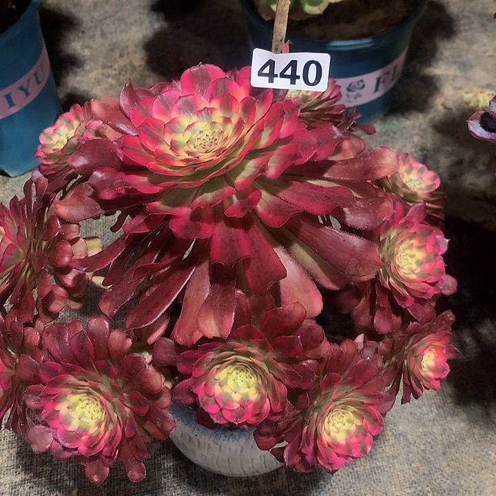 @***乐多肉五天姬440000