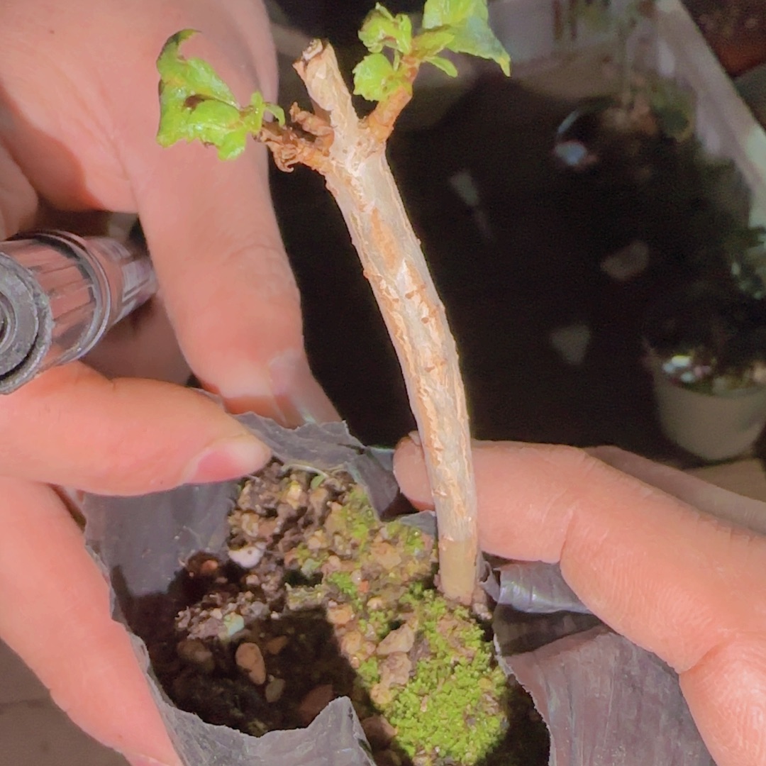 块根植物块根植物