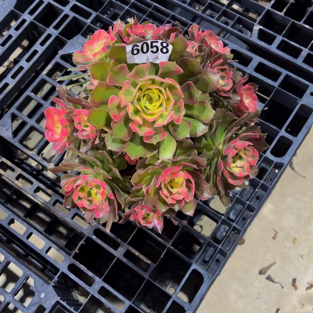 雅***琪无花朵6058香妃111111