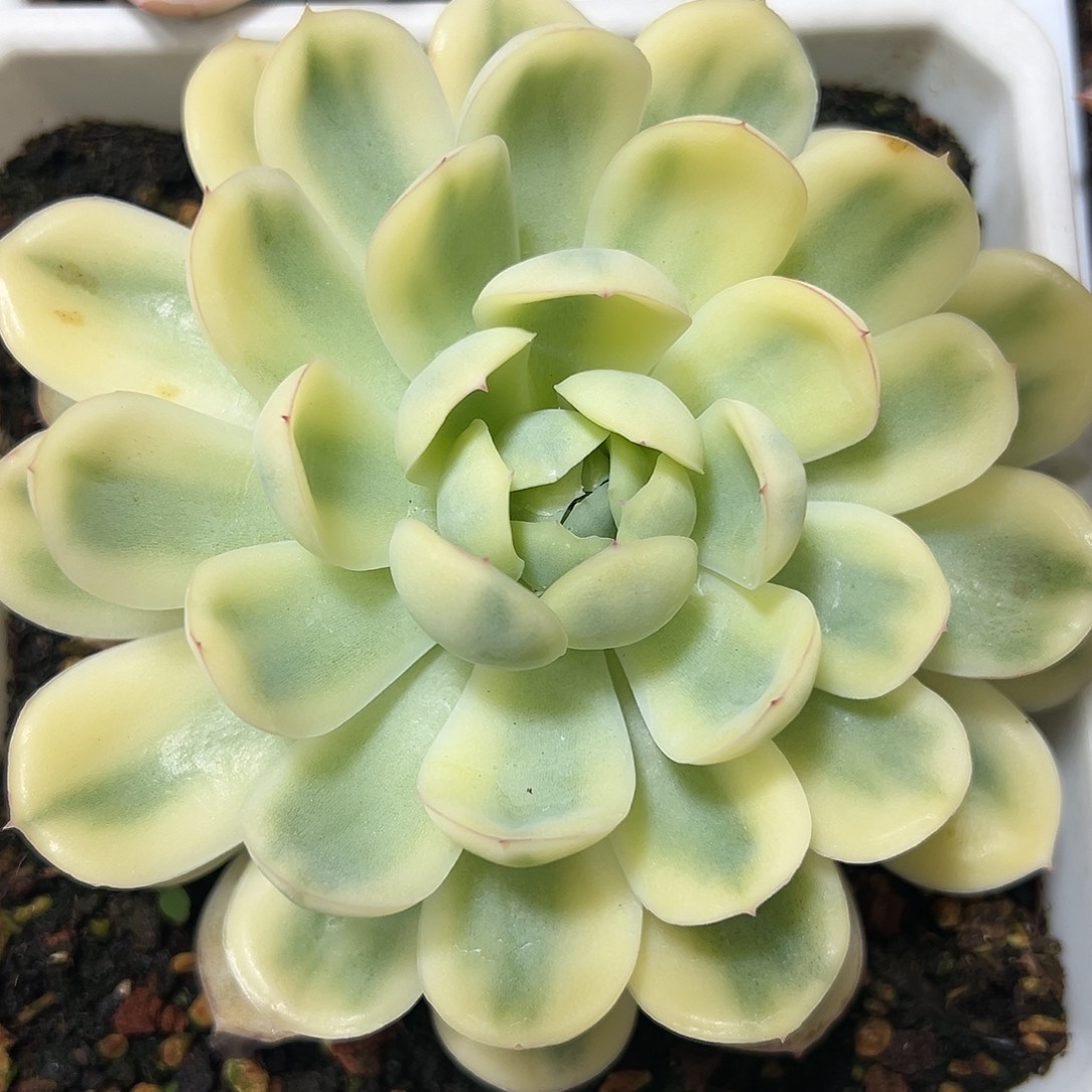 草莓冰锦多肉植物