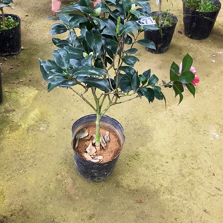 托桂五色。 茶花。 。  671。     