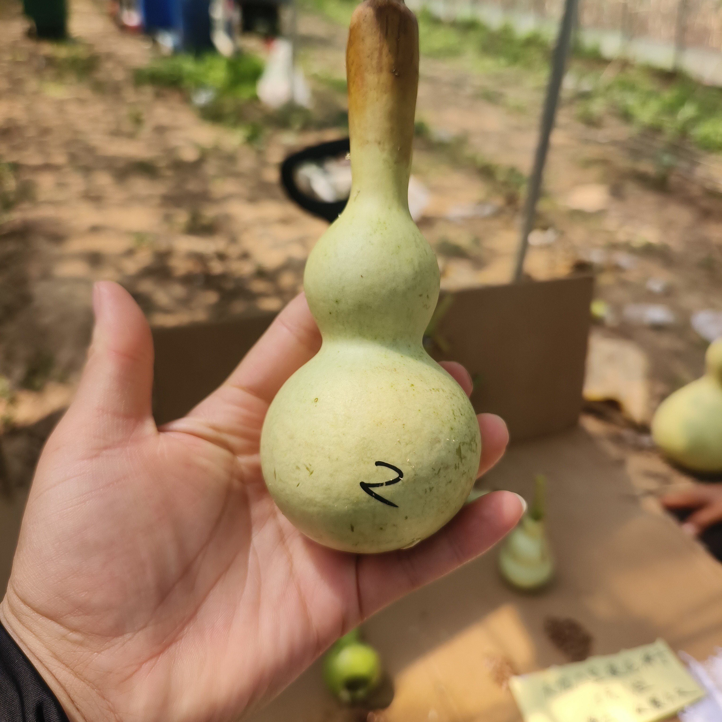 粗嘴八宝提纯种子