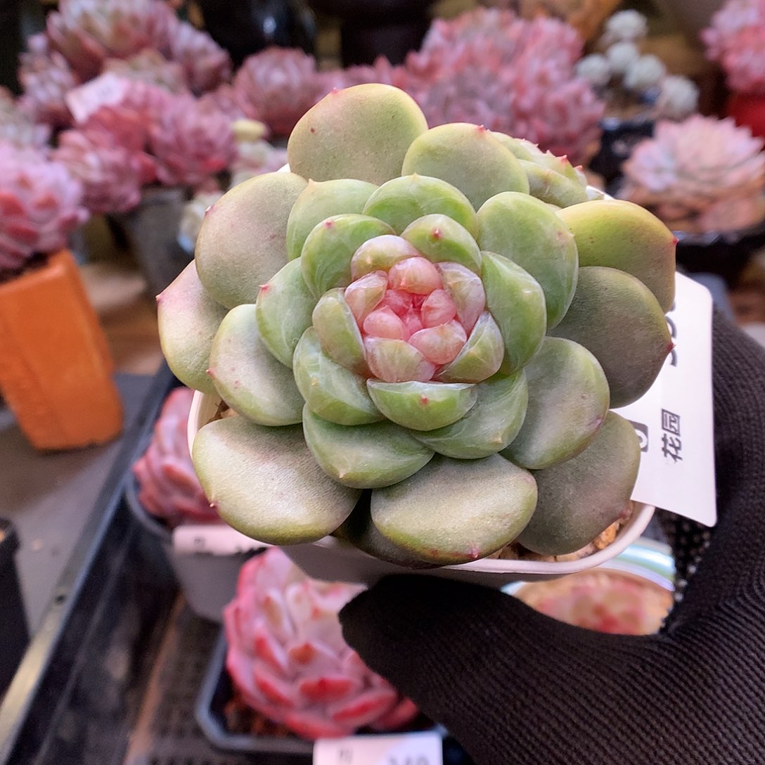 350糖心多肉植物6666
