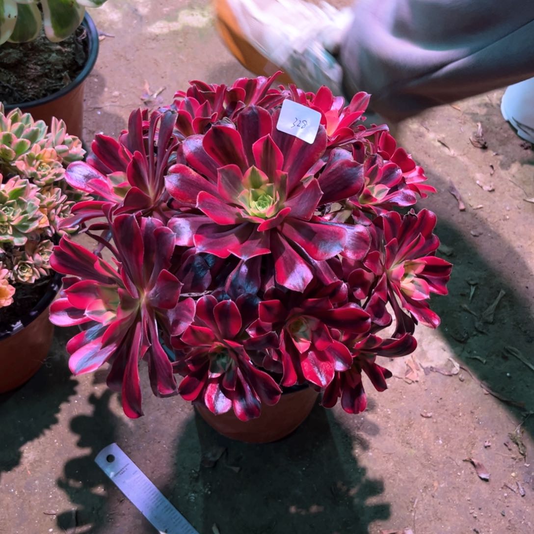 多肉植物美杜莎 328