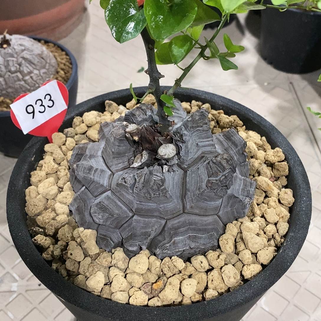 南非龟甲龙龟甲龙