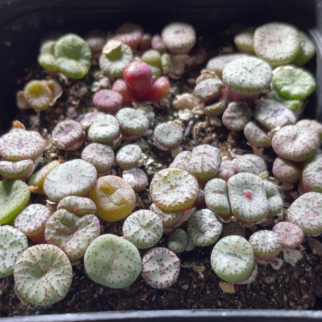 大盆特价一物一拍～17