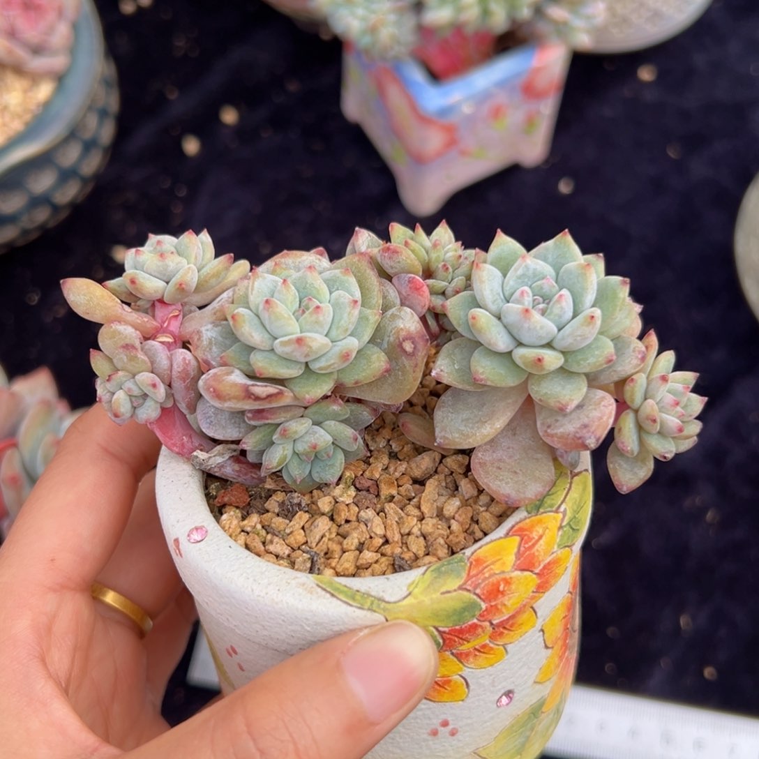 萝*新年快乐 新年快乐