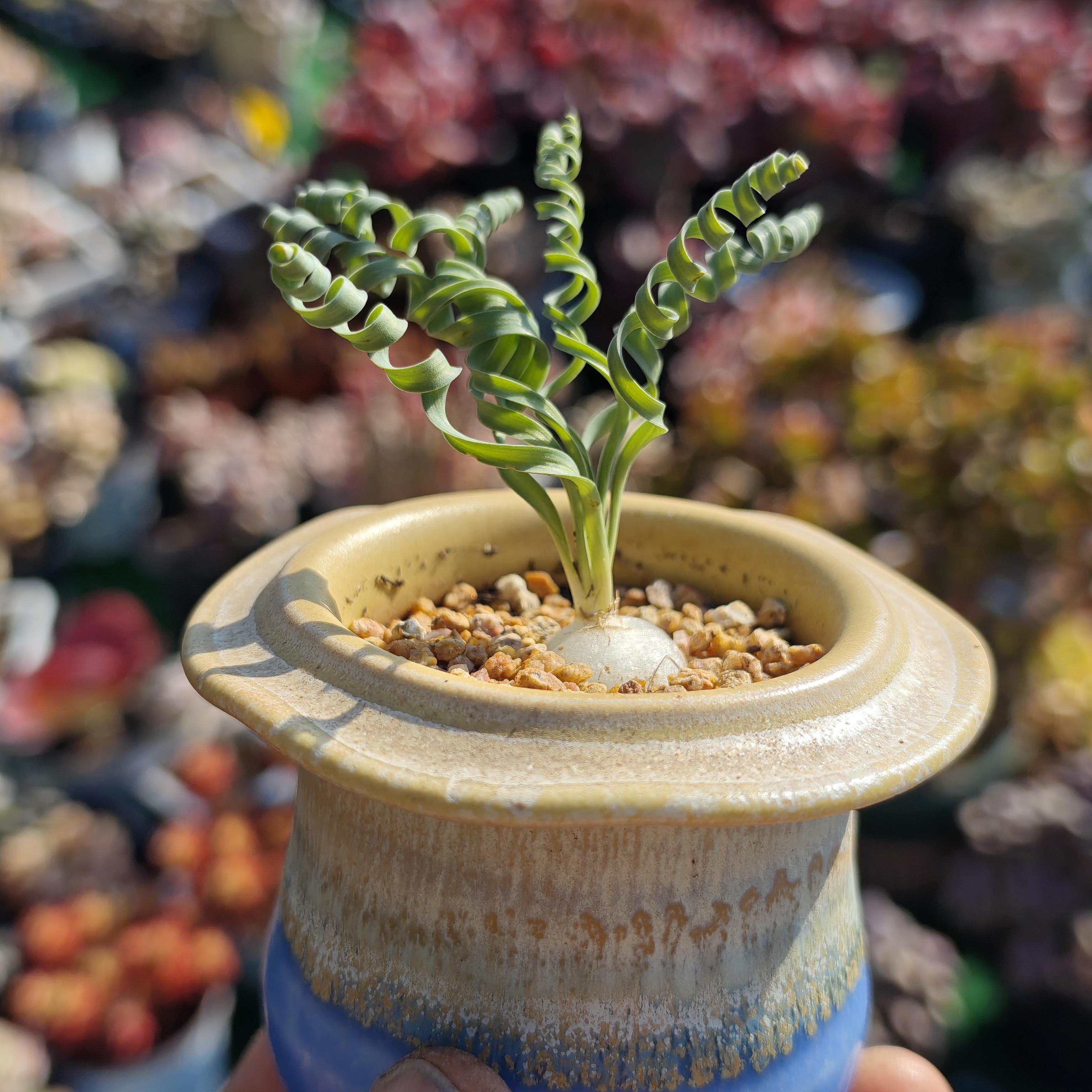 贵妃卷宽叶弹簧草 简易盆原盆原土发货不带陶瓷盆