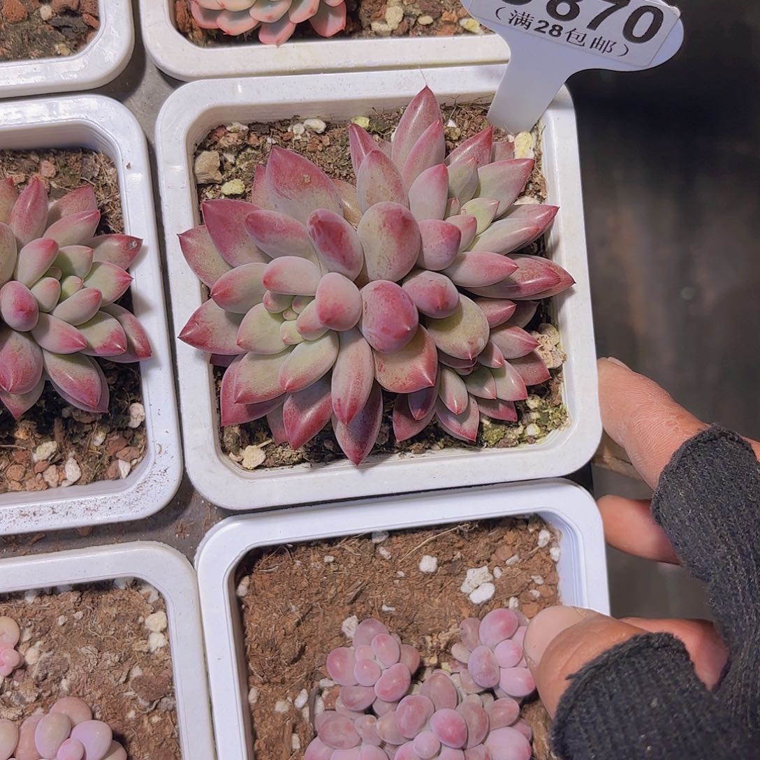 C870虞美人一物语拍