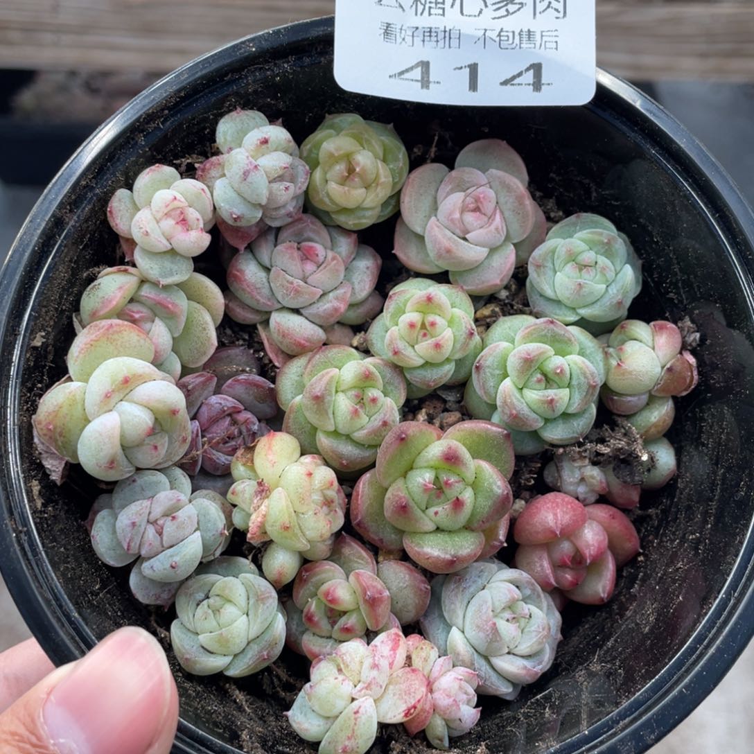 云糖心多肉植物414