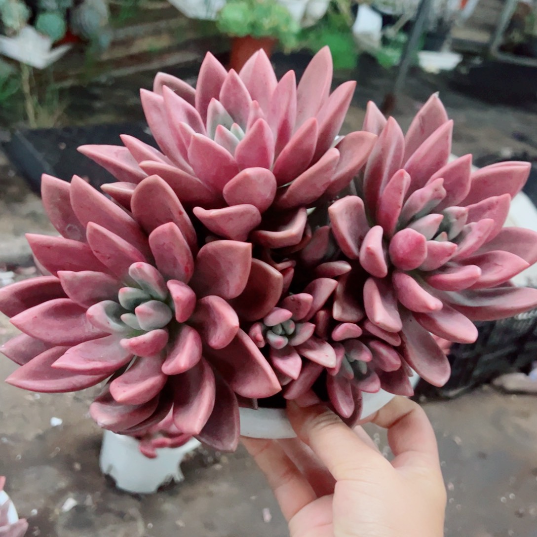 桃花源三大头起发无砍整装