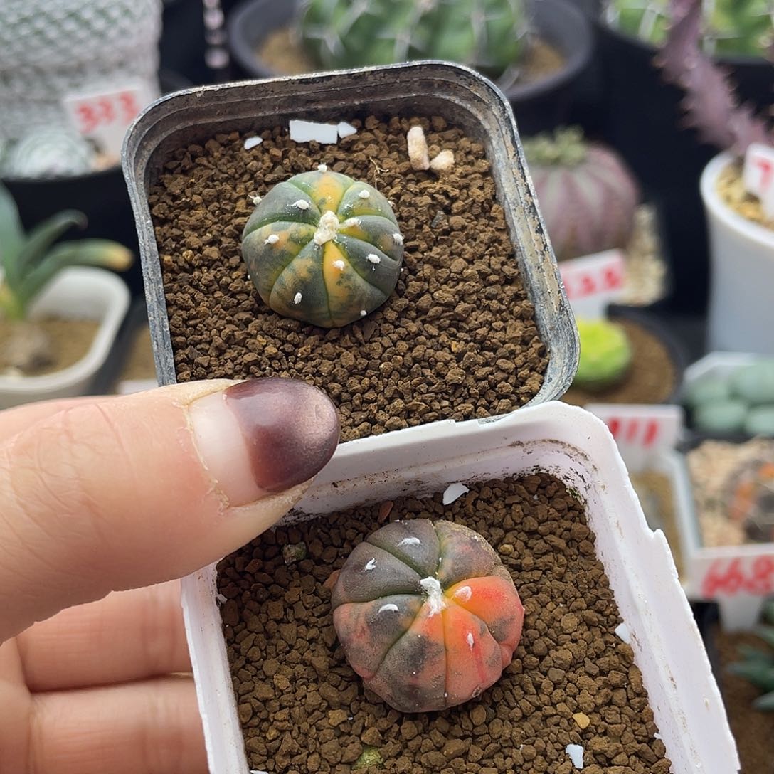 实生两颗兜锦仙人球多肉