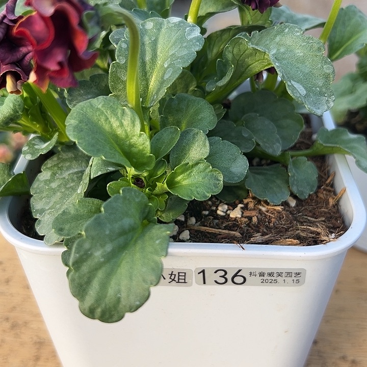 红陶抖音直播闪拍136