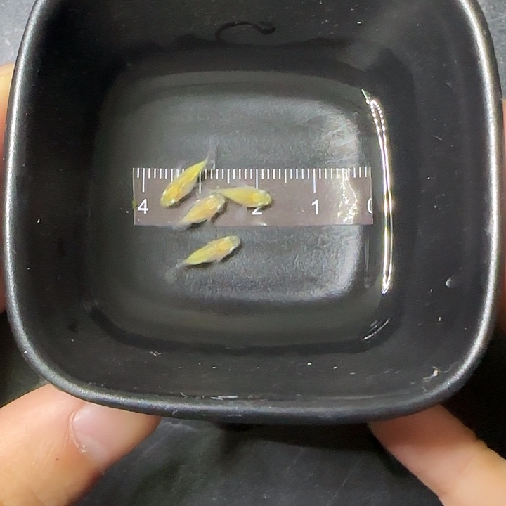 青鳉鱼观背青鱂58