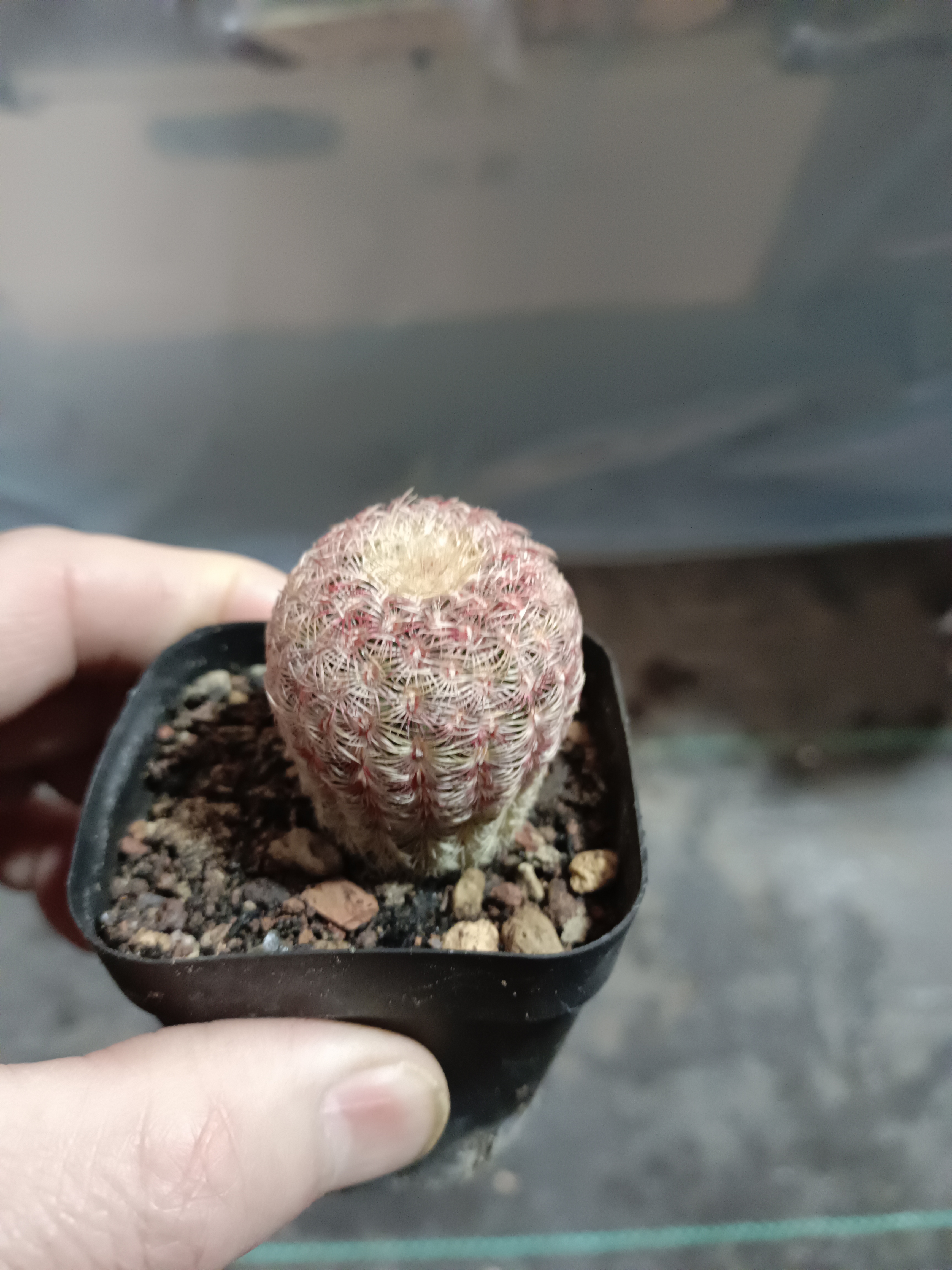 红太阳 实生仙人球直径3公分左右，高4公分（满18包邮）