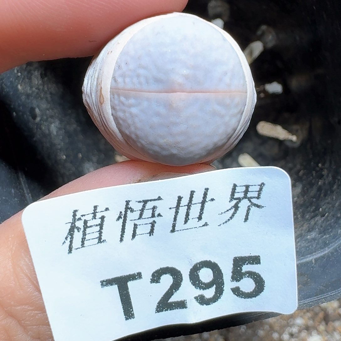 295盒多肉植物哇fv