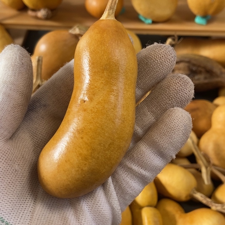 心***安葫芦葫芦真的