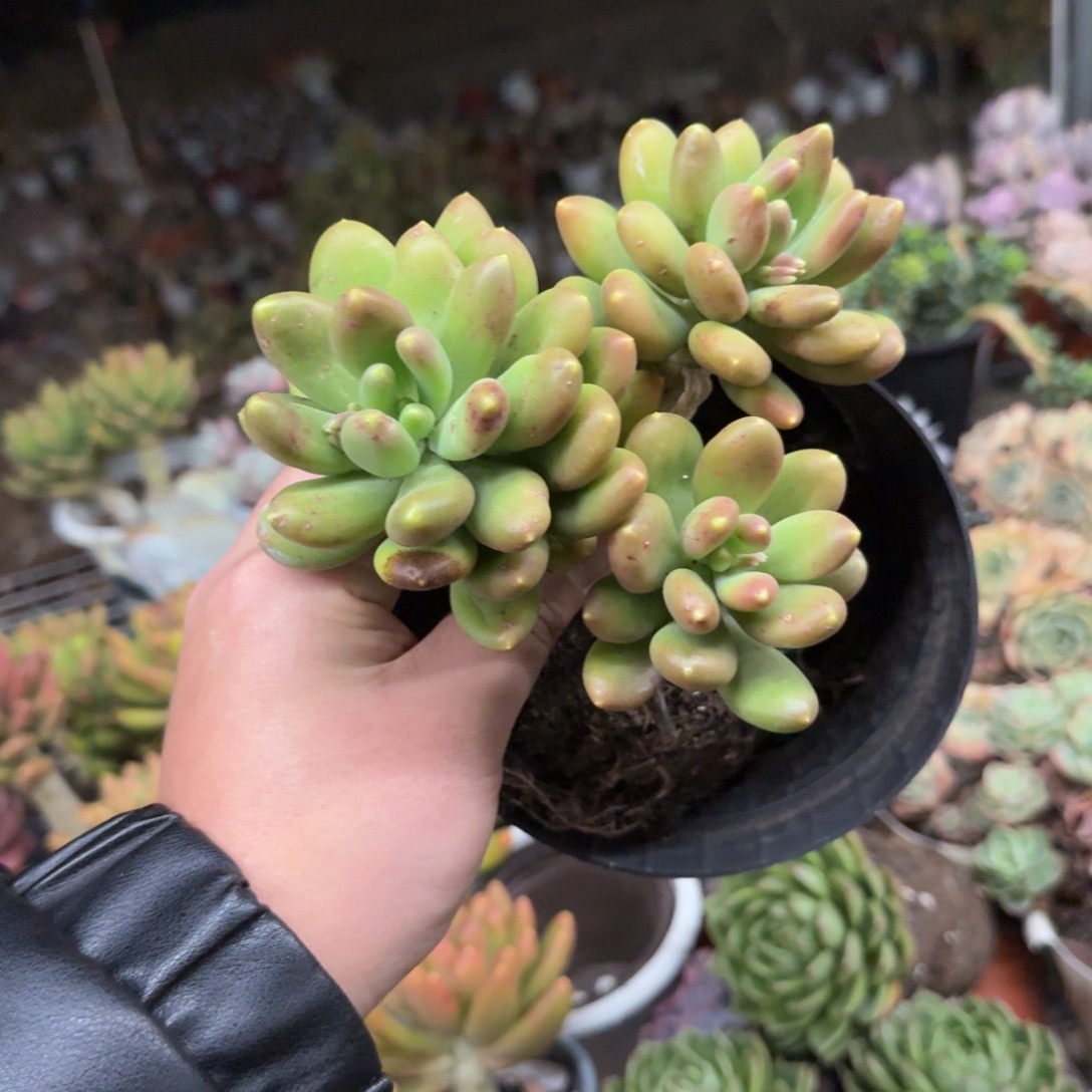 金蝉三头起老桩露养