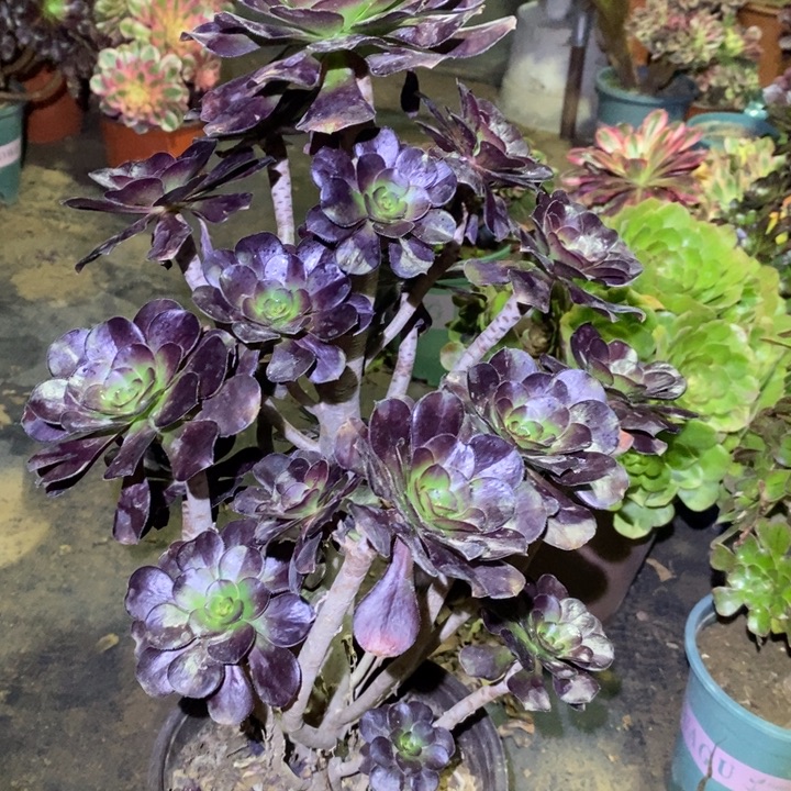 圆叶12多肉植物法师法师