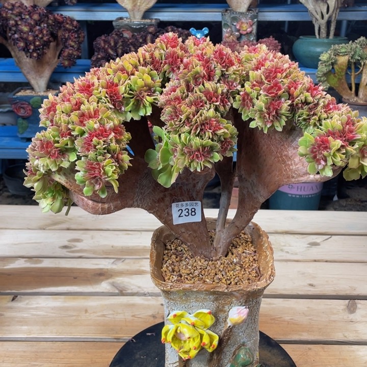 238柠檬玫瑰法师缀化