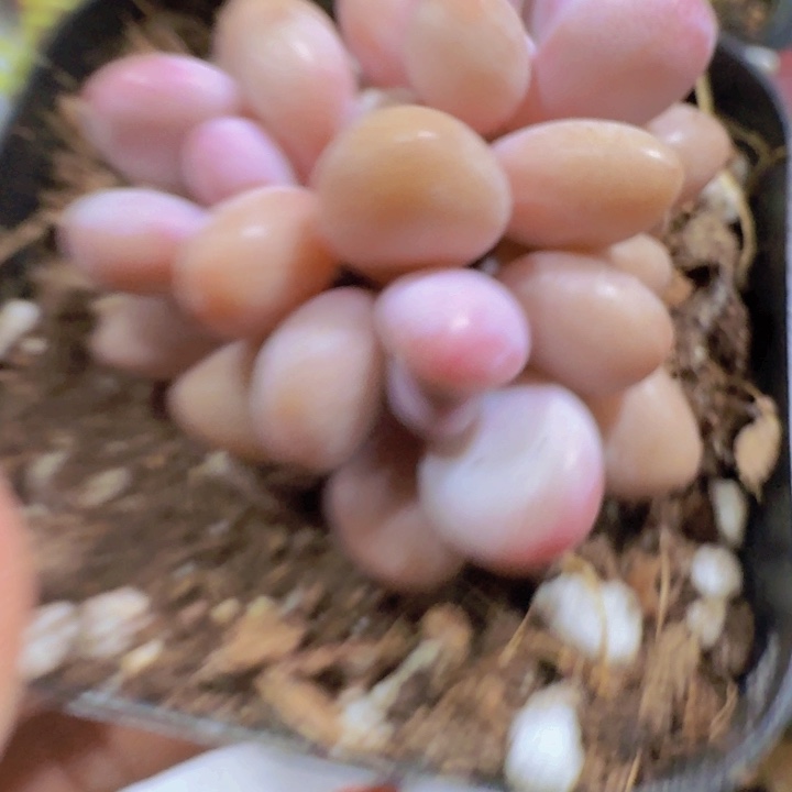 桃蛋三头起发一颗