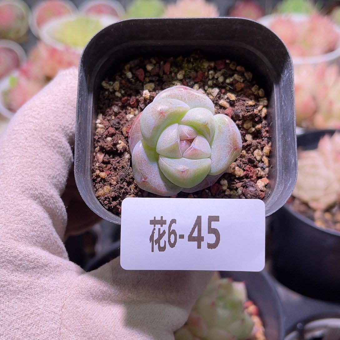 花利美6-45糖心冰玉