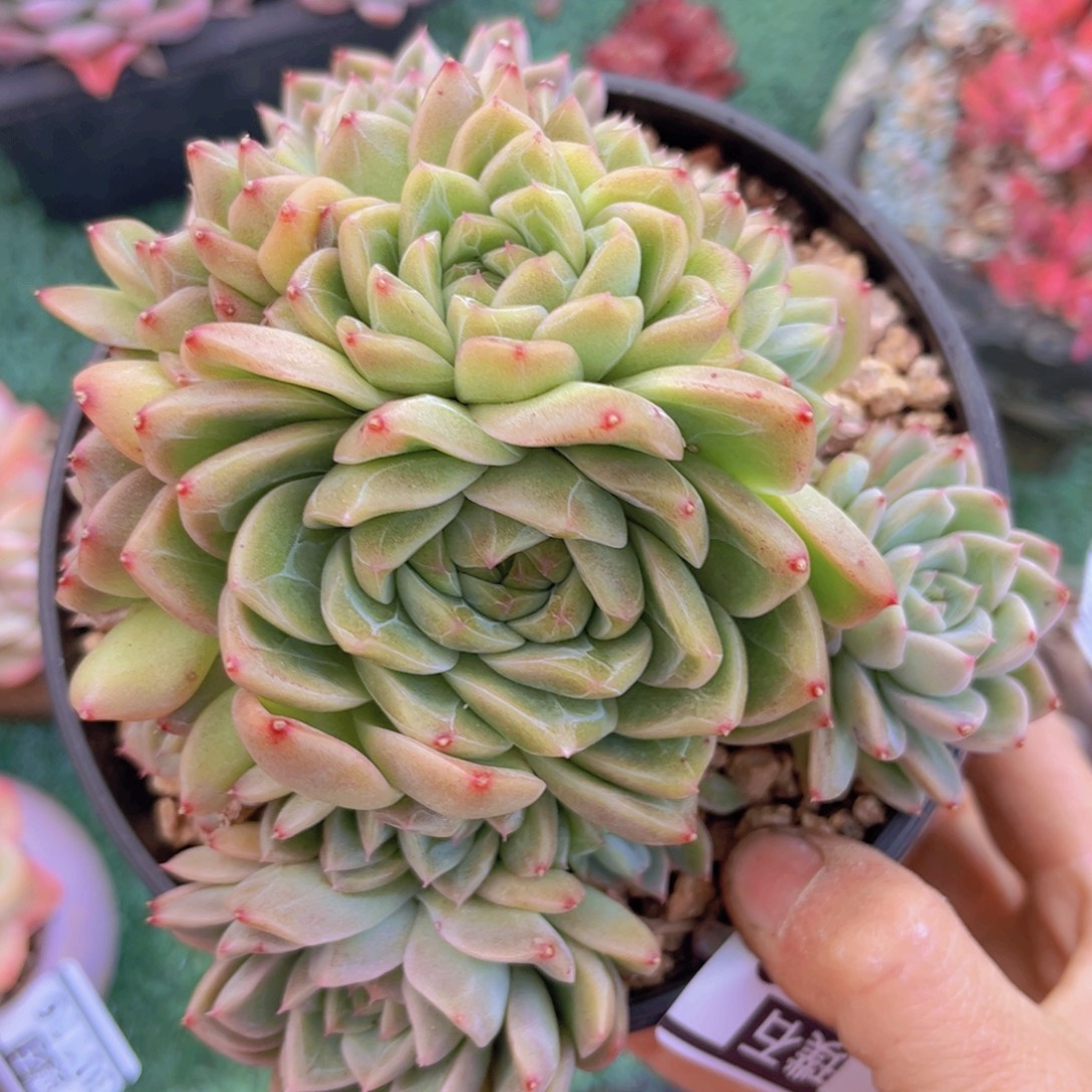 珍妮30118多肉植物