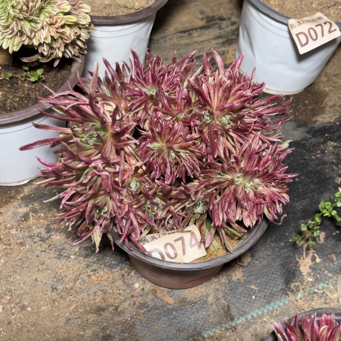 074多肉植物金丝菊朵朵缀化