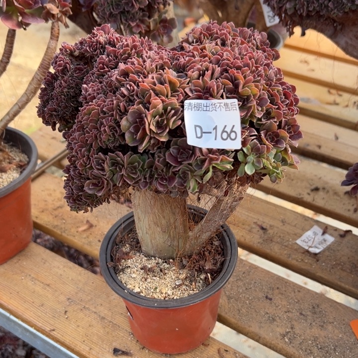 166 玫瑰自然朵带大修福利款不售后