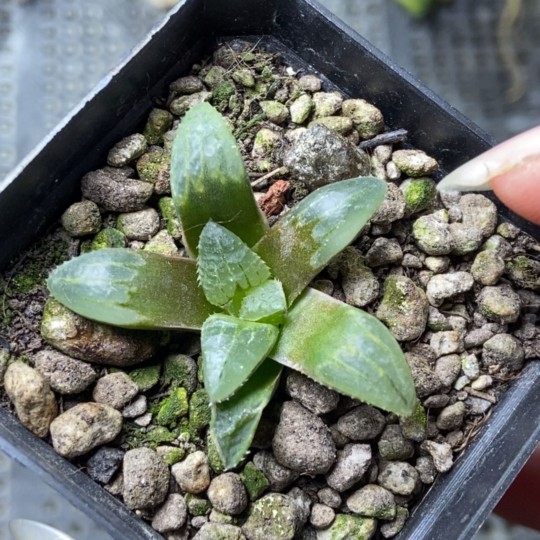 是是是是是是是是是寿