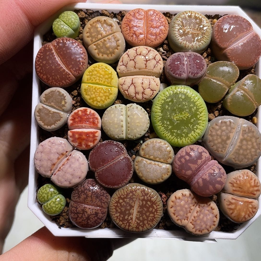 当天凑满十八元包邮619