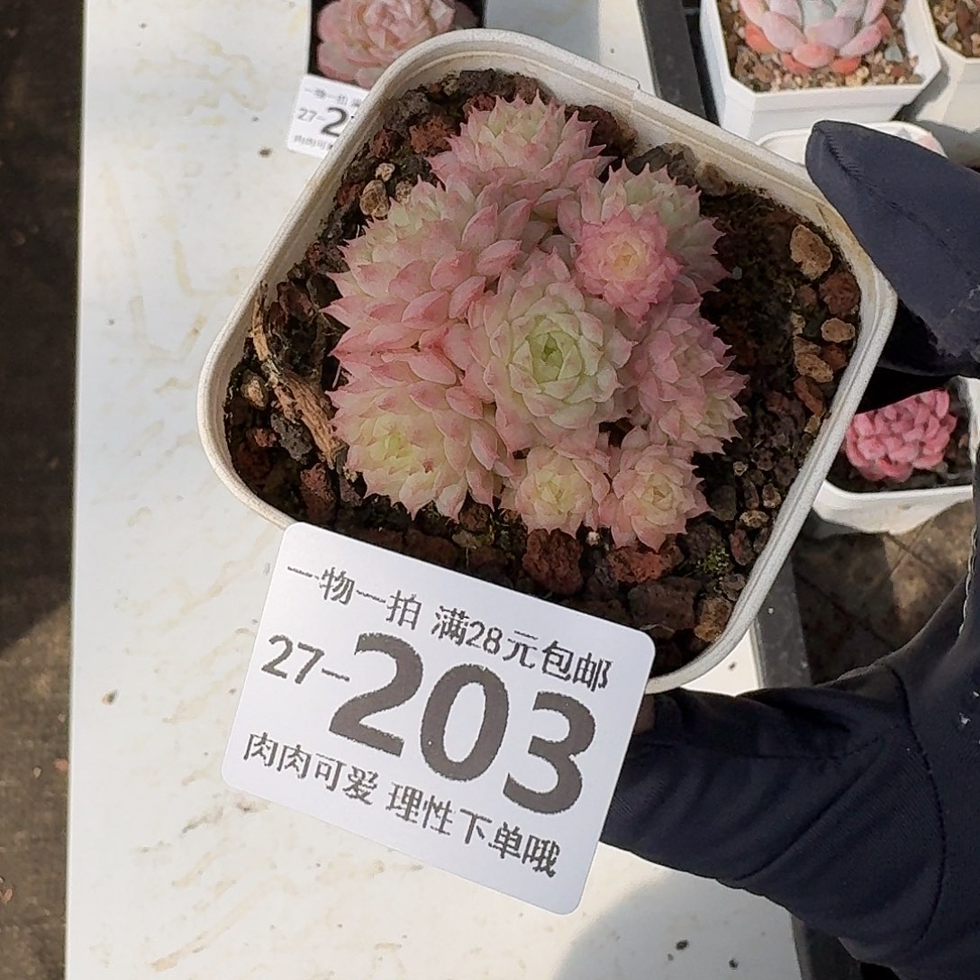 小红梅无盆土发货无