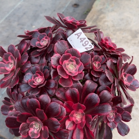 492凤冠25厘米左右