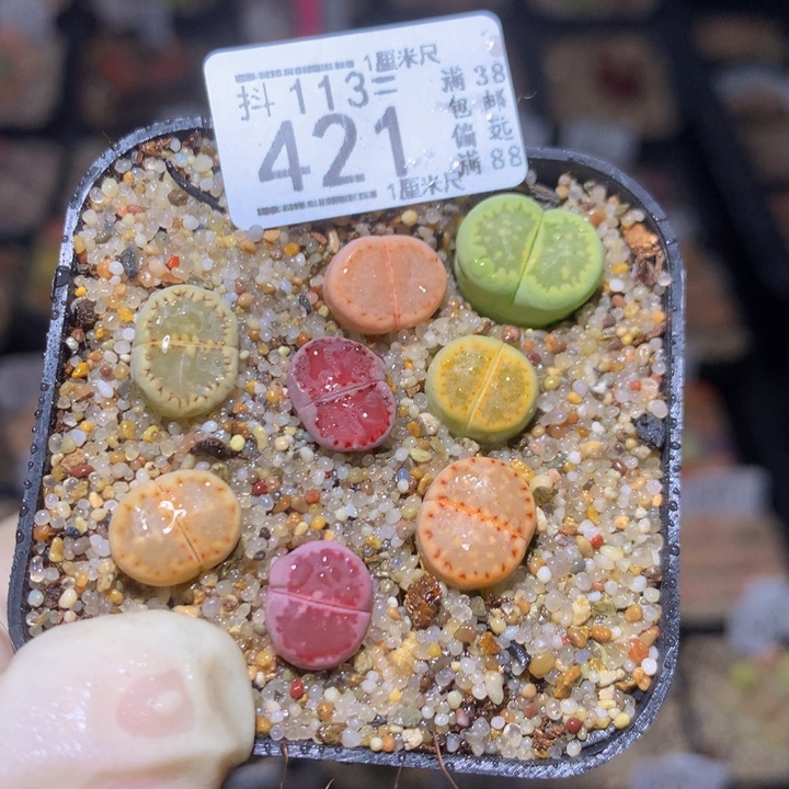 精品生石花113.421