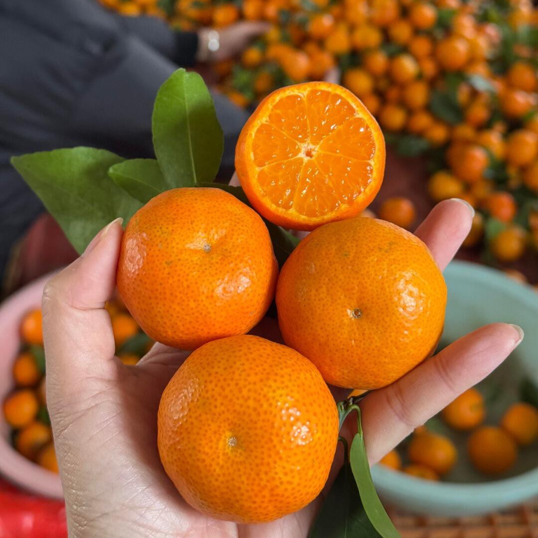 【京东包邮】广西桂林砂糖橘皮薄肉厚汁多正宗老沙糖桔鲜果次日达广西壮族自治区