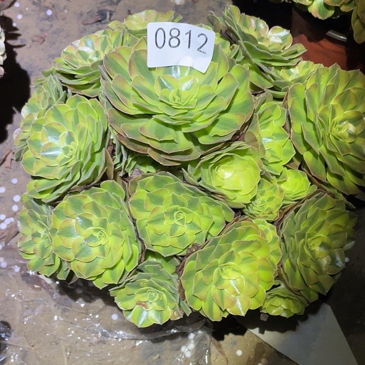 荷*田多肉植物法师812雨荷