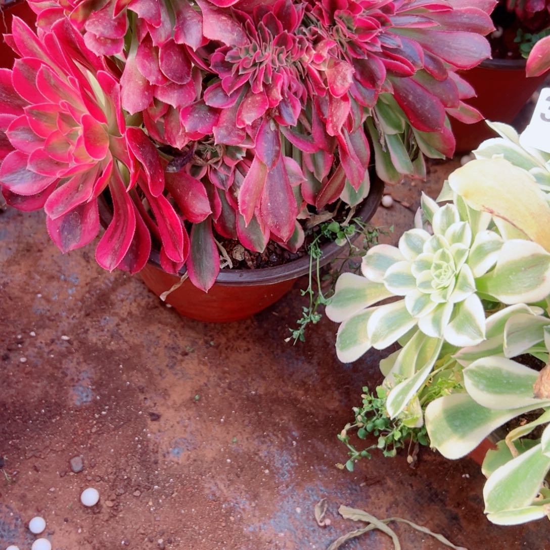 我3944 号多肉法师新年福利女郎