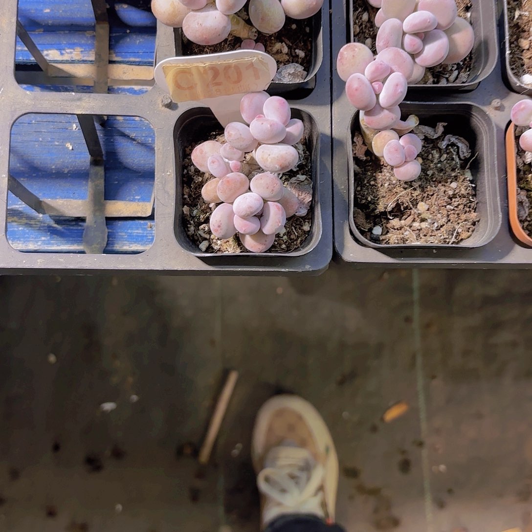 豆***爱C201彩虹奶一物一拍