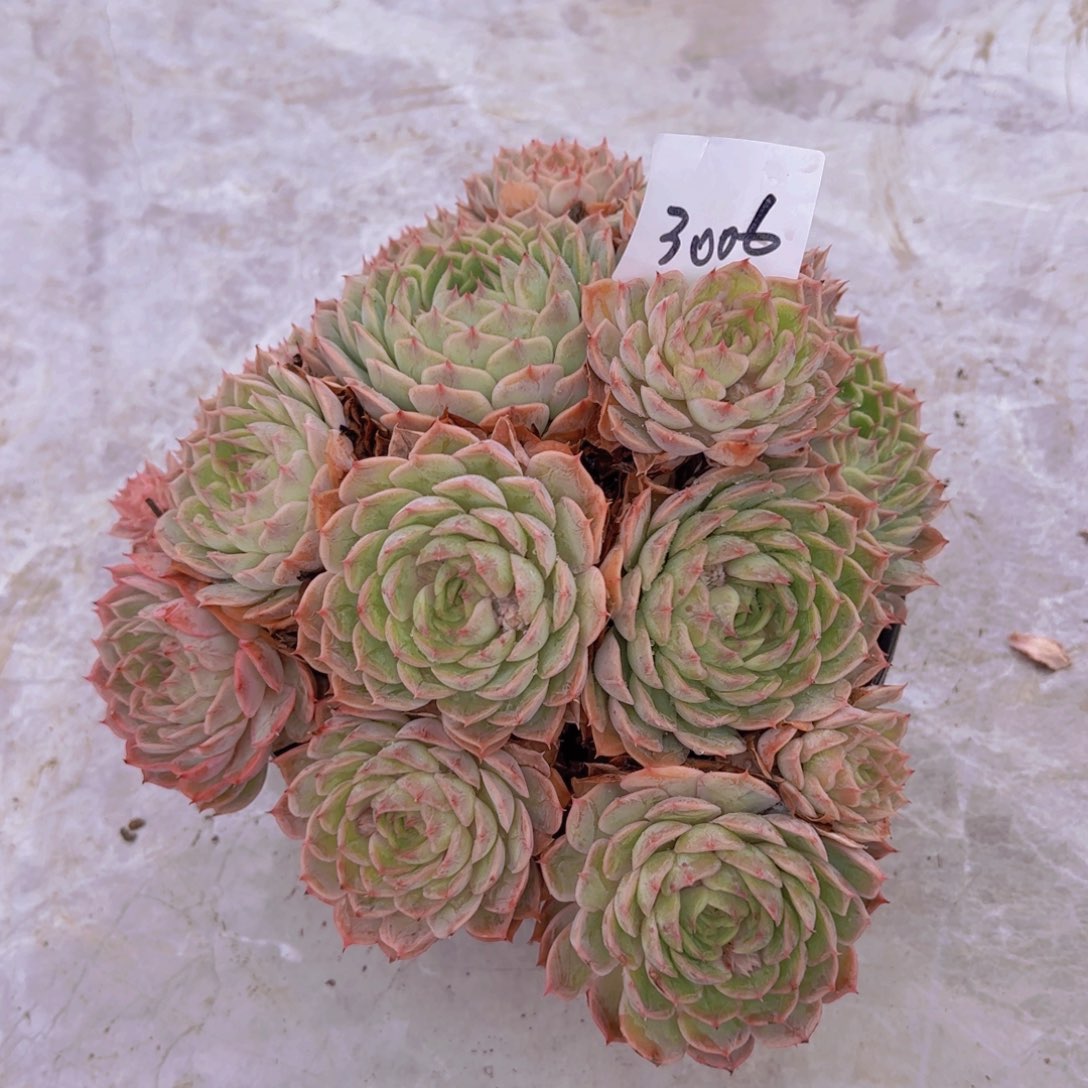 3006阿斯诺多肉植物