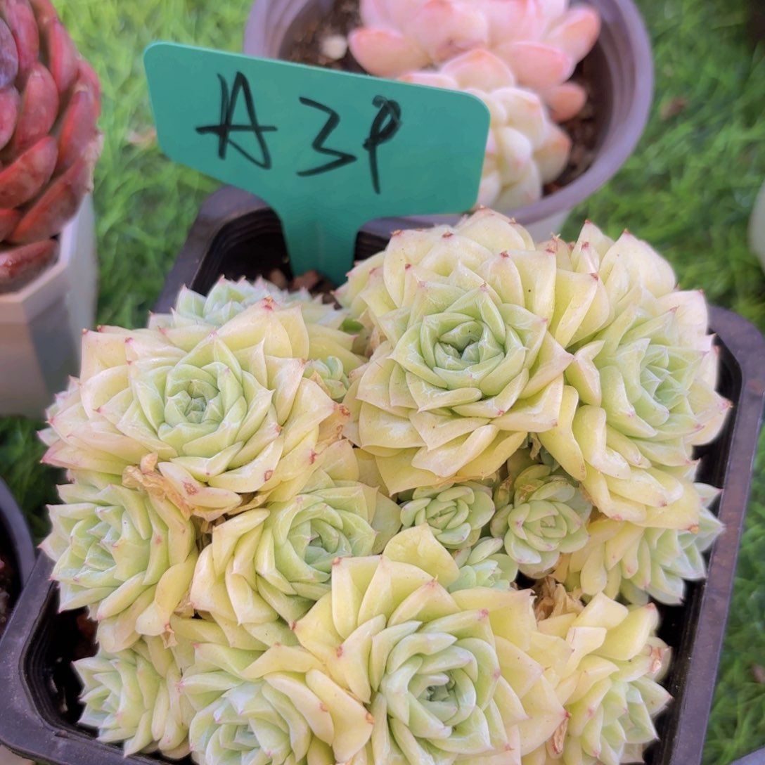 L**y我的小可爱们都好可爱