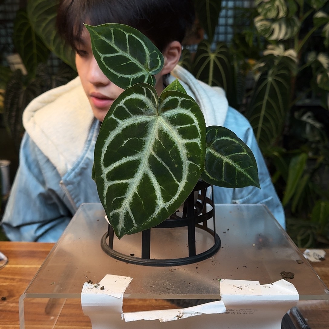 完全开放T48银色闪光杂狂战士