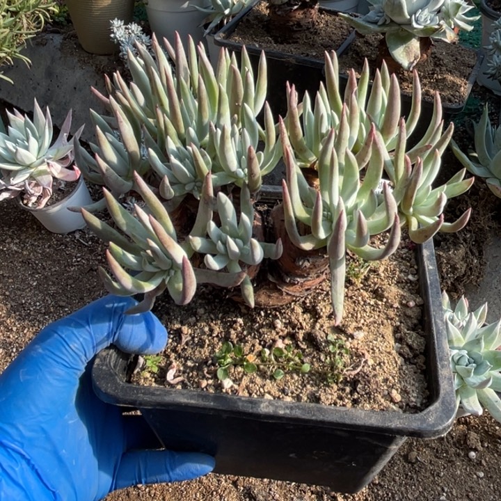 146号莫然一多肉植物