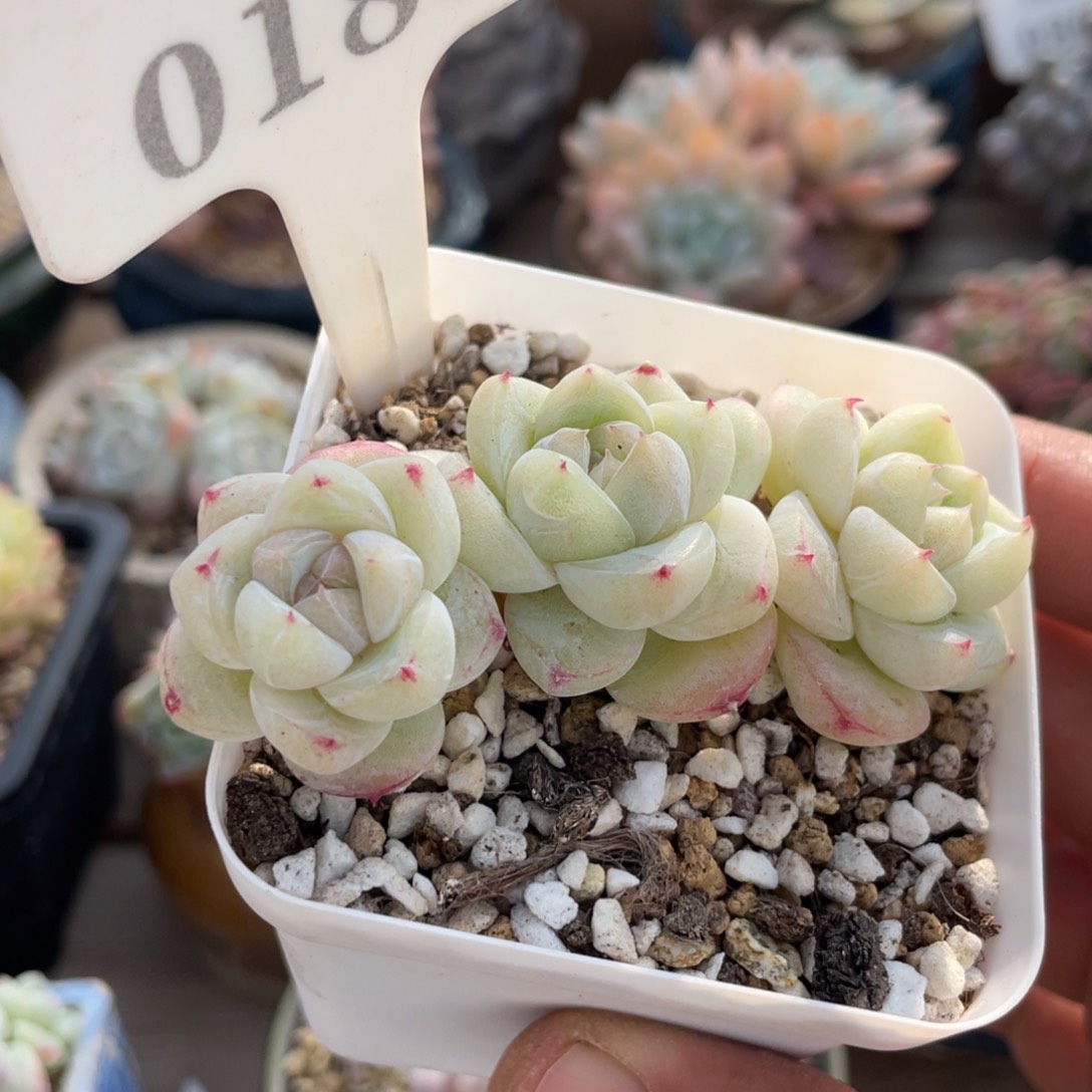 0180白泽不带盆8厘米